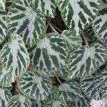 Begonia imperialis Hoja