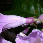 Maripa nicaraguensis Flower