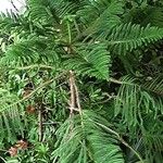 Araucaria heterophylla Habit