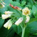 Symphytum tuberosum Fleur