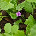 Erodium malacoidesFlower