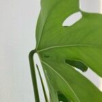 Monstera deliciosa Leaf