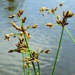 Schoenoplectus lacustris Flor
