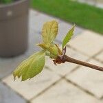 Platanus × acerifolia Blad