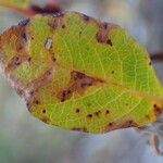 Salix pyrenaica Leaf