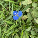Commelina cyanea Flor