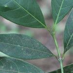 Faramea occidentalis Leaf