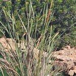 Typha domingensis Blad