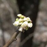 Jatropha dioica Цвят