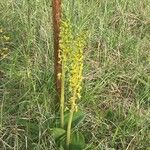 Neottia ovata Flower