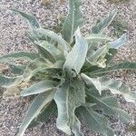 Verbascum niveum List