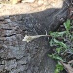 Antennaria neglecta Kukka