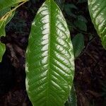 Guatteria rostrata Blad