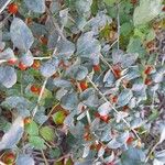 Lycium chinense Leaf