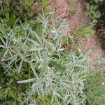 Lupinus angustifolius Fruit