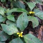 Synedrella nodiflora Feuille