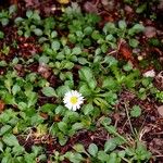 Bellis perennis Folla