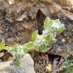 Bombycilaena erecta Lapas