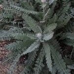 Achillea clypeolata Leaf