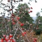 Ilex decidua Frucht