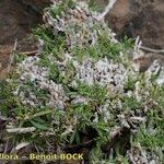 Salvia herbanica Habit
