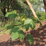Sterculia quinqueloba Hoja