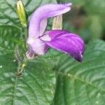 Brillantaisia lamium Flower