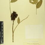 Zanthoxylum oxyphyllum Anders