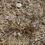 Dianthus nudiflorus عادت داشتن