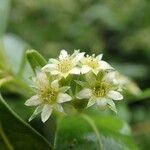 Cloezia floribunda Λουλούδι