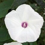 Ipomoea pandurata Flor