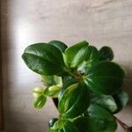 Peperomia glabella Ліст