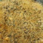 Mammillaria prolifera Листок