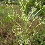 Eryngium pandanifolium Flower