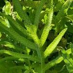 Phymatosorus scolopendria Leaf