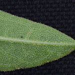Helianthus occidentalis Leaf