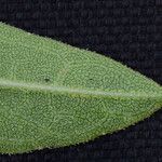 Helianthus occidentalis List