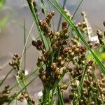 Juncus compressus Цвят