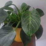 Philodendron hybrid 'Birkin'List