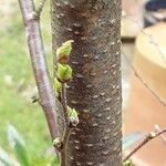 Betula pubescens Feuille