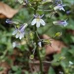 Lobelia xalapensis Flor