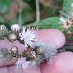 Cyrtocymura scorpioides Flower