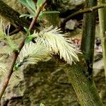 Salix bicolor Kwiat