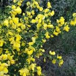 Cytisus arboreus പുഷ്പം