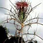 Cirsium discolor Kvet