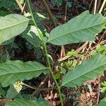 Turraea cabrae Leaf