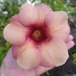 Allamanda blanchetiiFlors