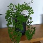 Adiantum capillus-venerisFrunză