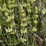 Sideritis arborescens Other