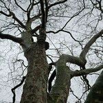 Platanus x hispanica 形態